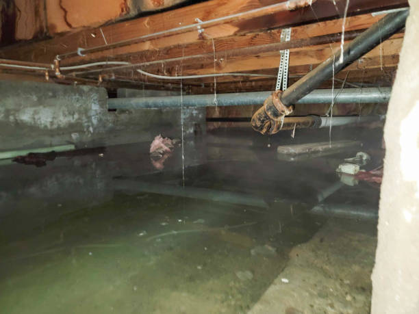 Best Fire Damage Restoration  in Greene, IA