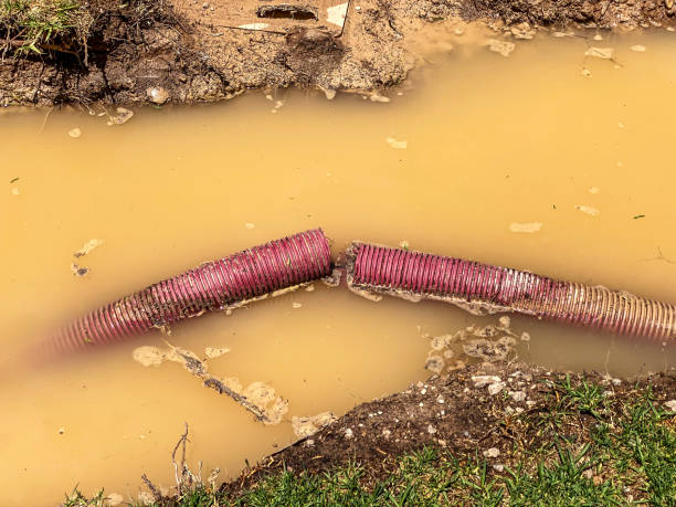 Best Mold removal after water damage  in Greene, IA
